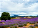 The Bridestowe Estate Lavender Farm